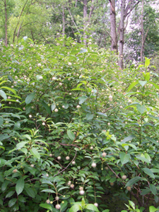 buttonbush